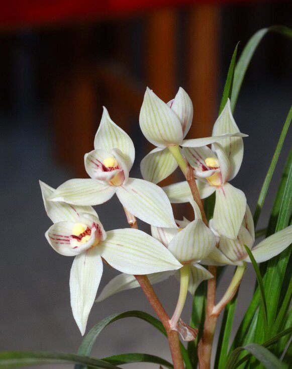 包邮云南自然老种兰花花苗莲瓣名品秀荷浓香时令草本花卉