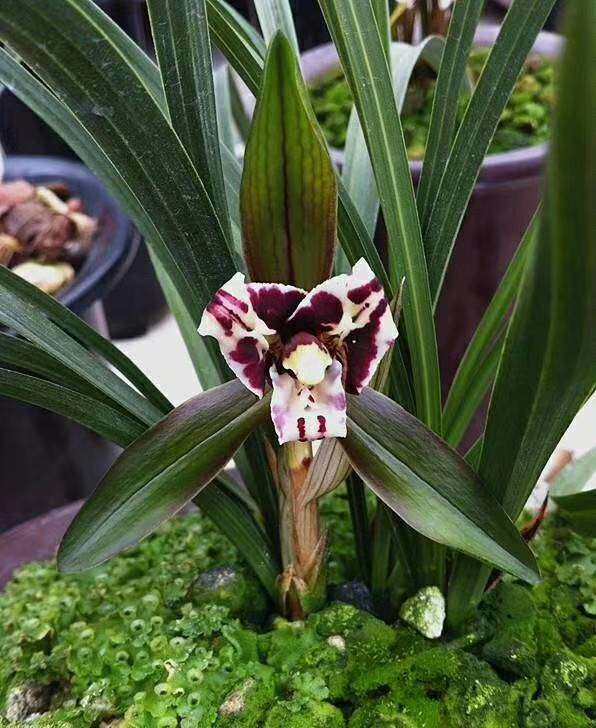 包邮当年开花香兰花苗名品花卉春兰大龙胭脂花卉