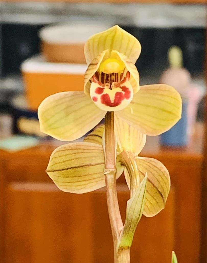 包邮浓香庭院阳台金荷永昌当年莲瓣花苗兰花时令草本花卉