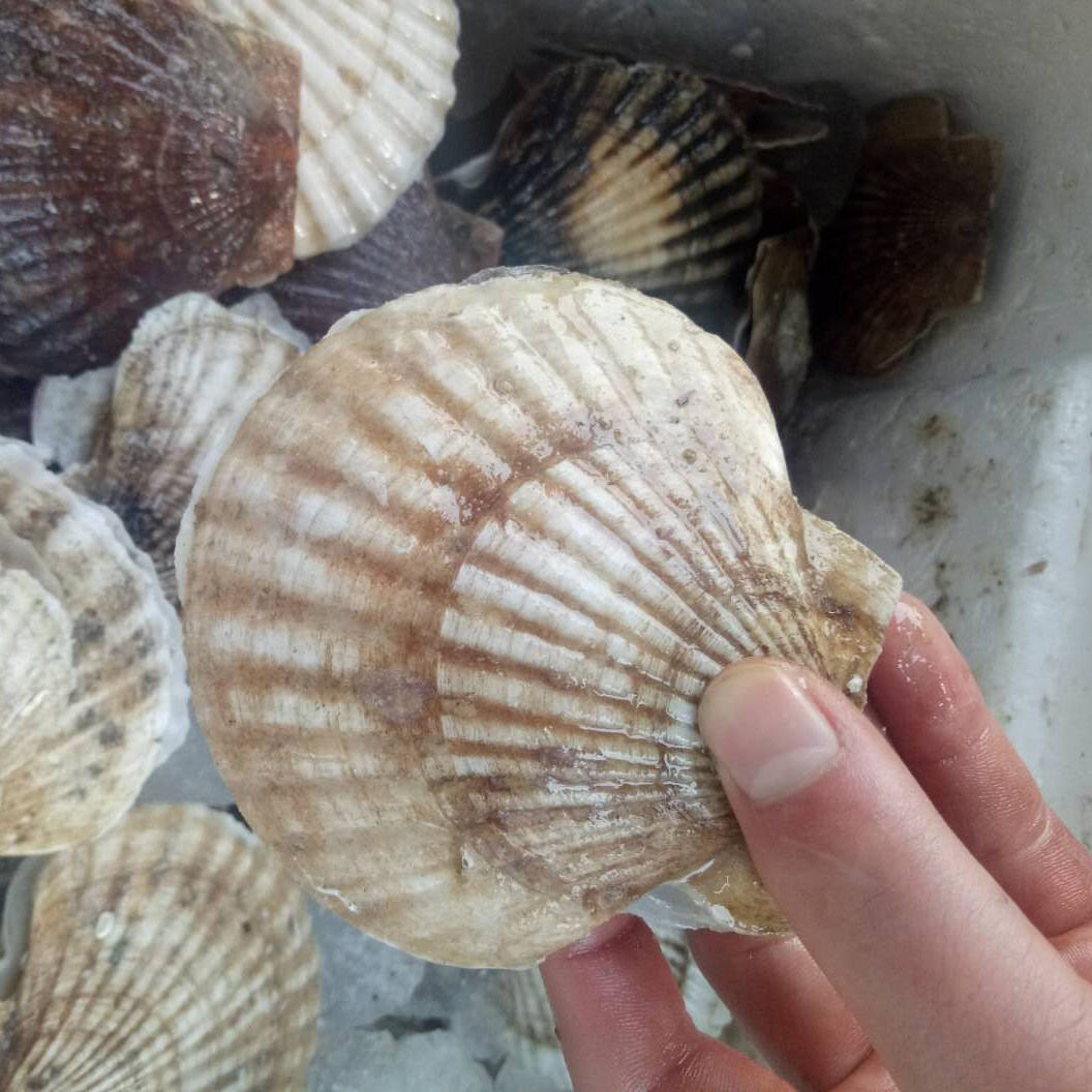 70g/个鲜活扇贝 现货鲜活獐子岛大扇贝夏威夷贝 鲜活贝类