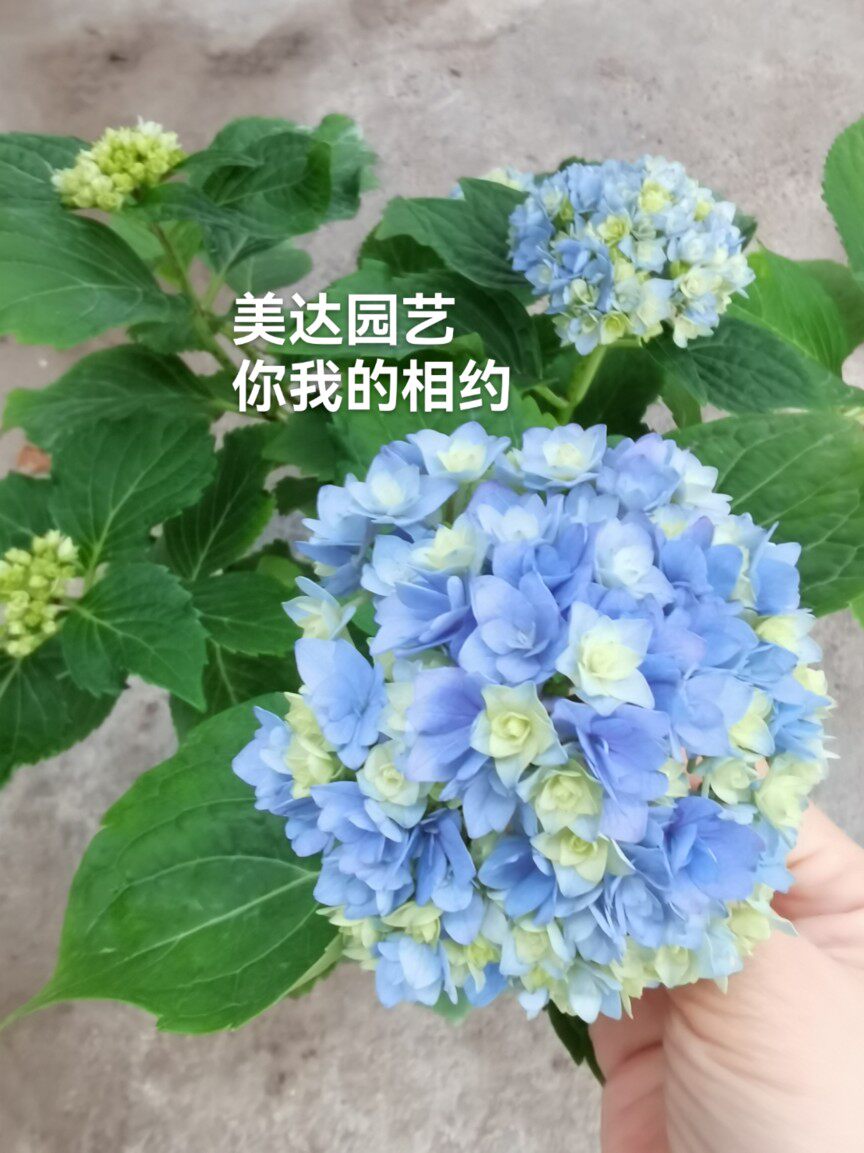 你我我的相约在一起日本进口新品重瓣绣球花苗时令草本花卉