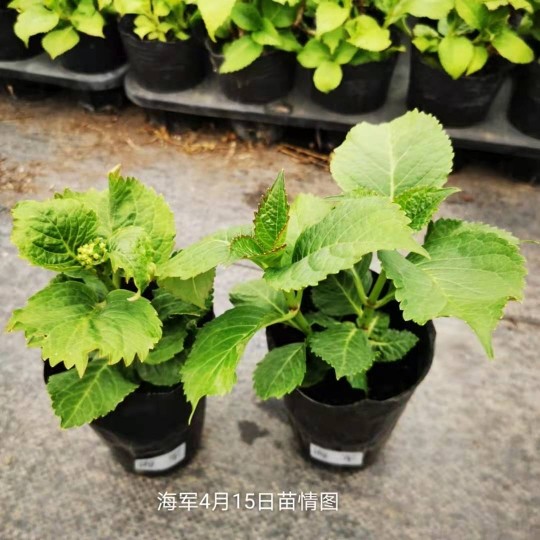 海军进口单品上架新上架1加仑大苗大花重花苗绣球时令草本花卉