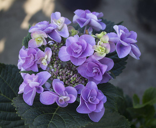 进口重瓣大花绣球妖精之瞳妖瞳小苗2加仑中大时令草本花卉