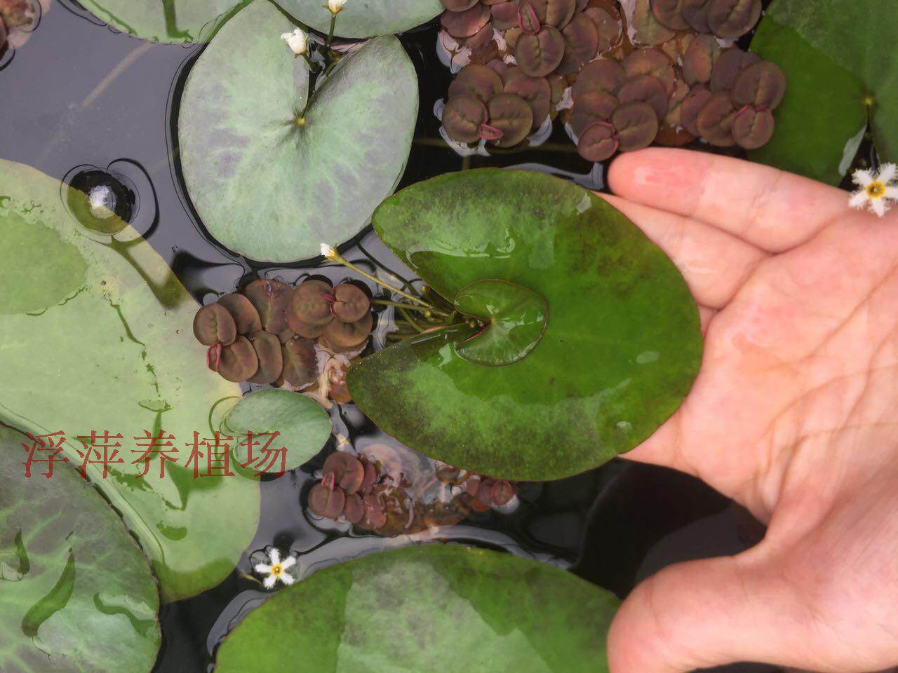 一叶超好水生植物心形龙骨荇菜降价水草