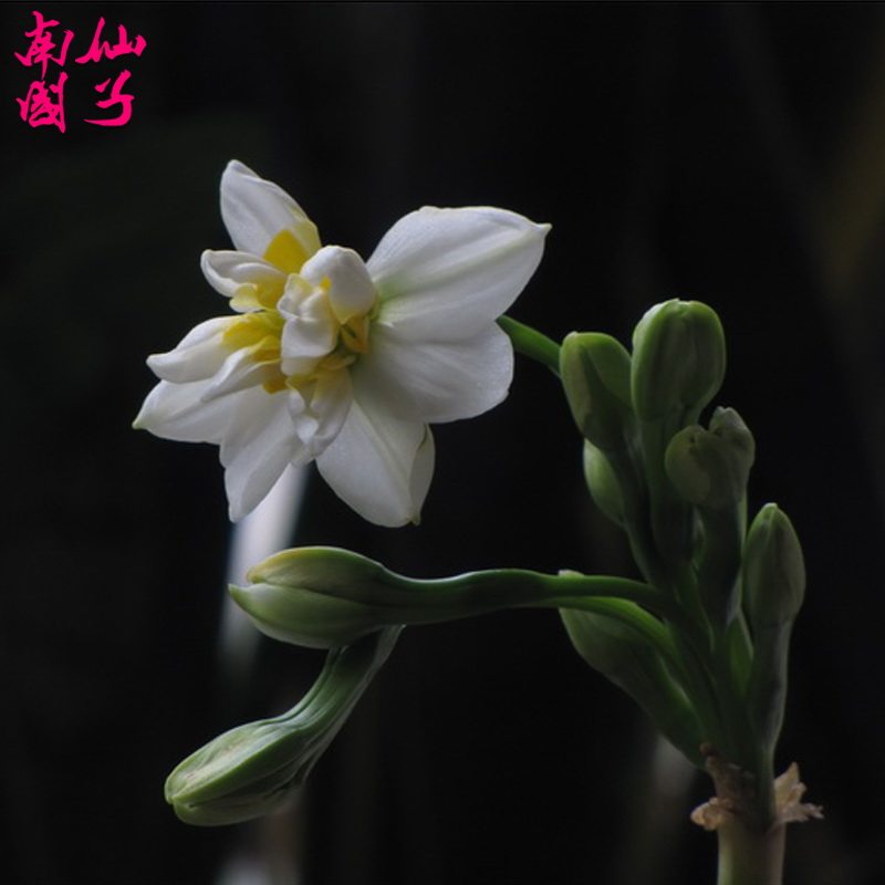 漳州水仙花复瓣重瓣玉玲珑大花王大球水培花卉春节冬季原产地包邮