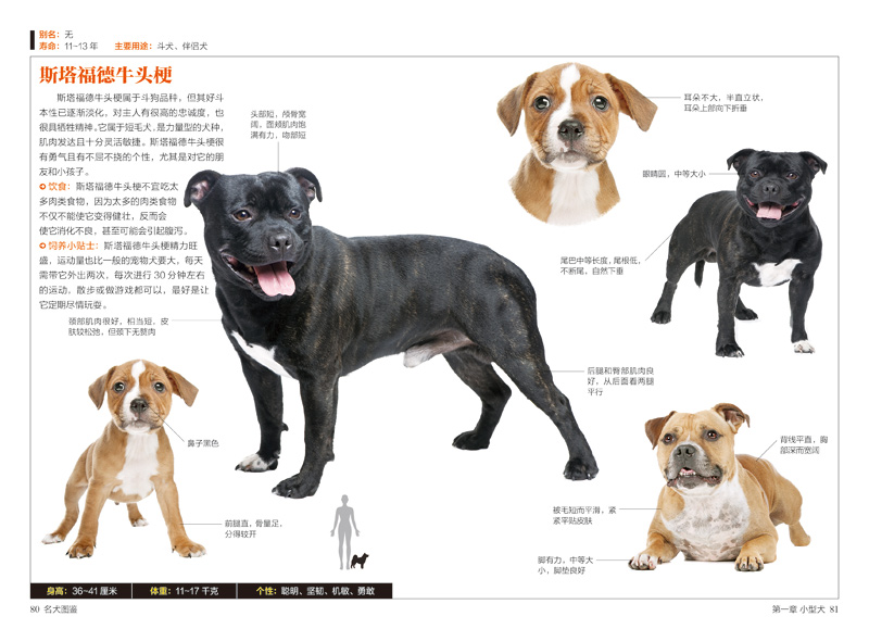 名犬图鉴 167种人气宠物犬"的特征与习性 331种名犬驯养与鉴赏 基本