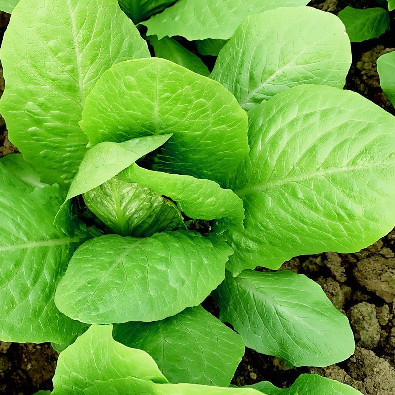 孔雀圆叶菜种蔬菜盆栽阳台油麦生菜快菜凤尾家庭园艺种子