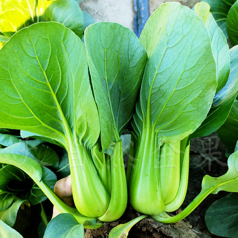 青帮小油菜种子上海青菜种籽梗菜春夏秋冬四季阳台家庭园艺种子