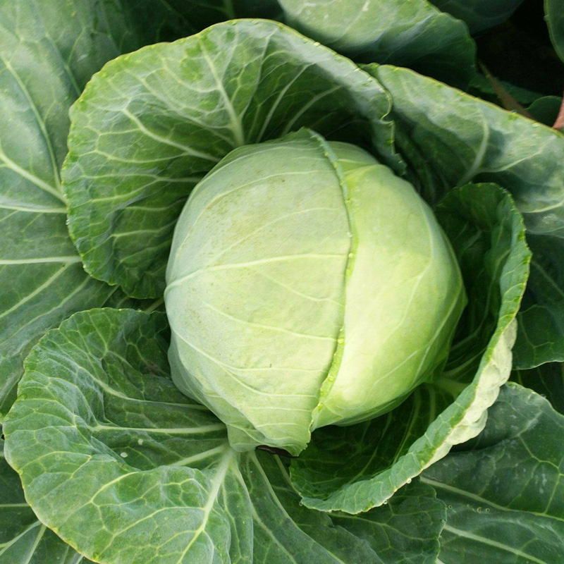 菜种蔬菜秋季春秋大田早熟菜籽心包甘蓝包心包家庭园艺种子