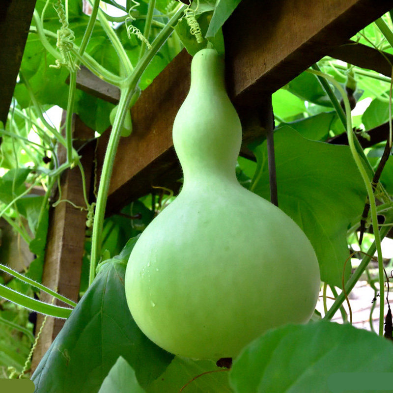 特大葫芦种子巨型宝葫芦种籽春夏季农家爬藤观赏庭院阳台盆栽包邮