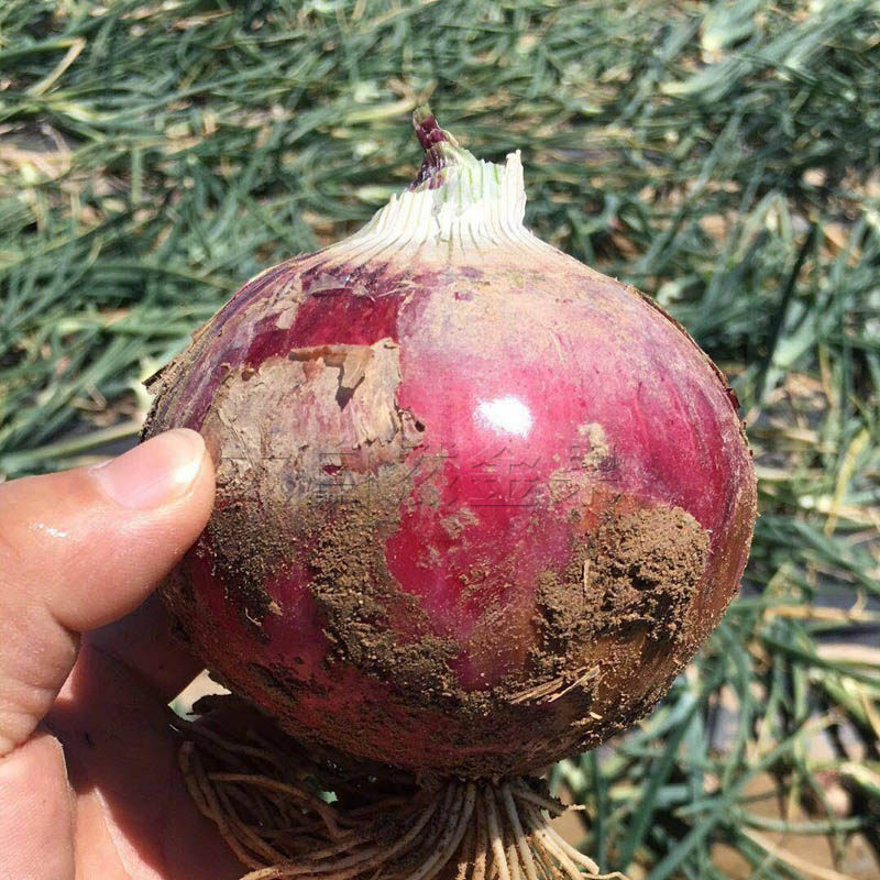 紫皮高圆形菜种蔬菜早熟圆形玉葱洋葱种籽球葱家庭园艺种子