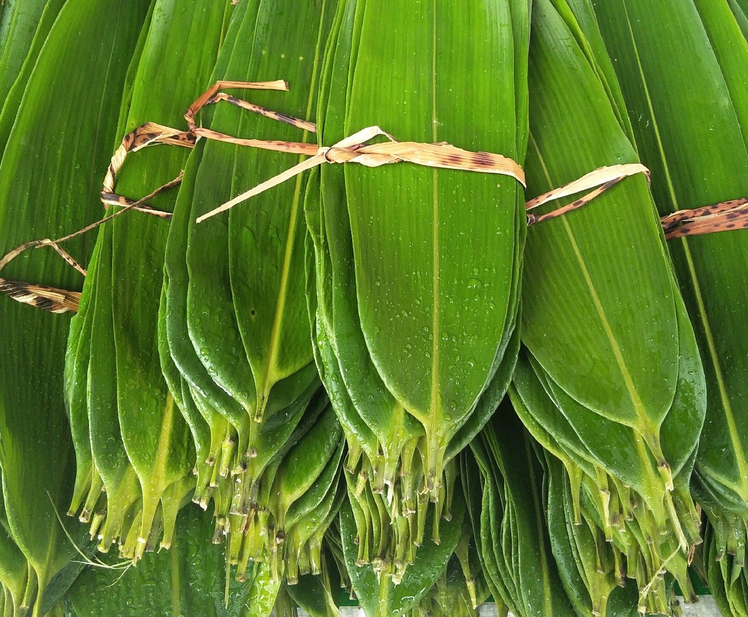 粽子新鲜现摘子叶安徽泾县特产南方野生箬叶粽叶