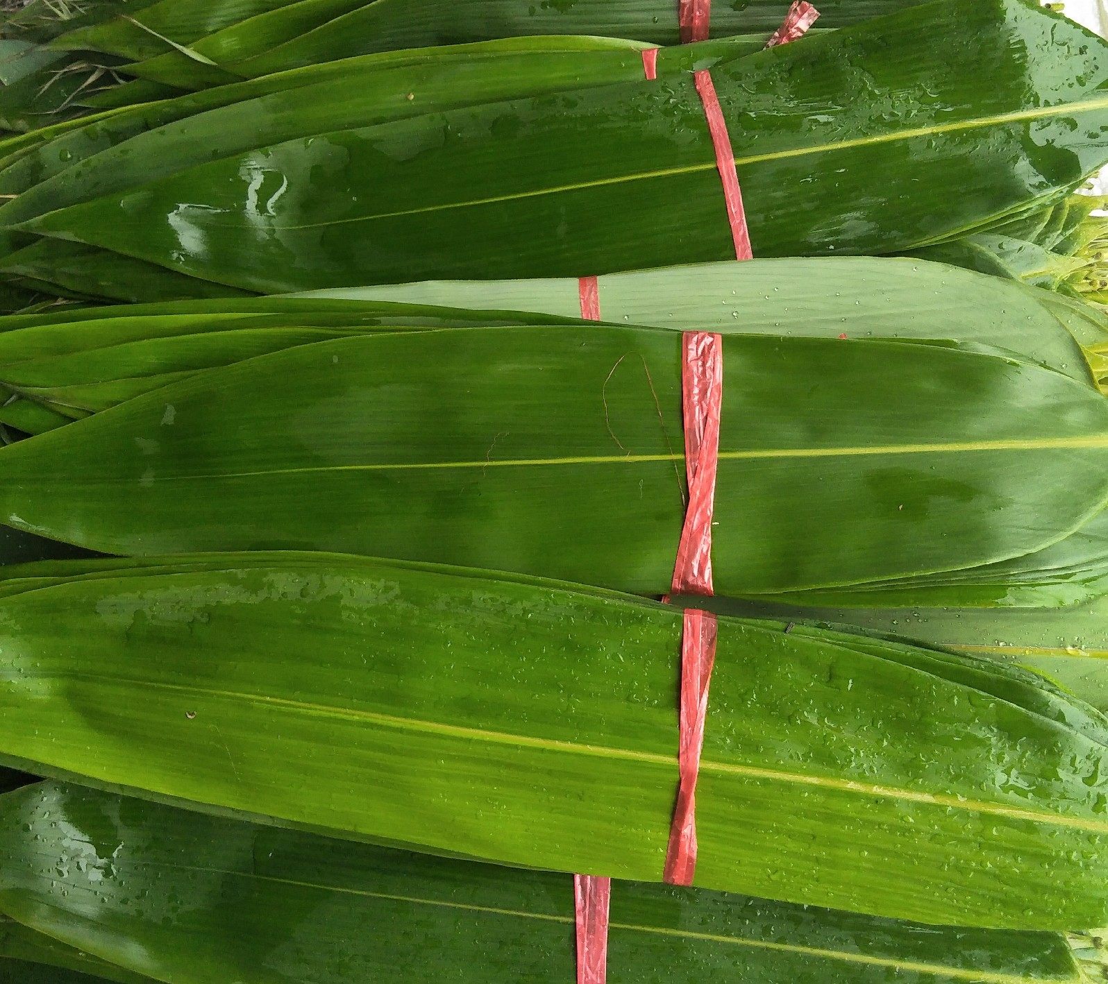 粽子新鲜现摘子叶安徽泾县特产南方野生箬叶粽叶