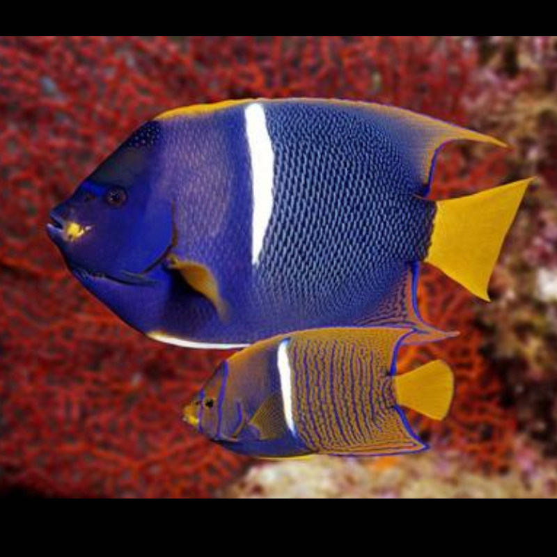 一川水族海水观赏鱼宠物国王神仙仙鱼鱼