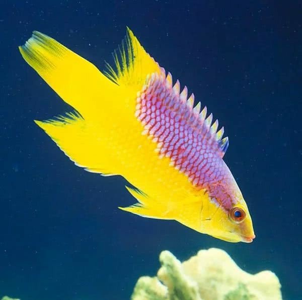 一川水族活体观赏鱼宠物紫狐鱼