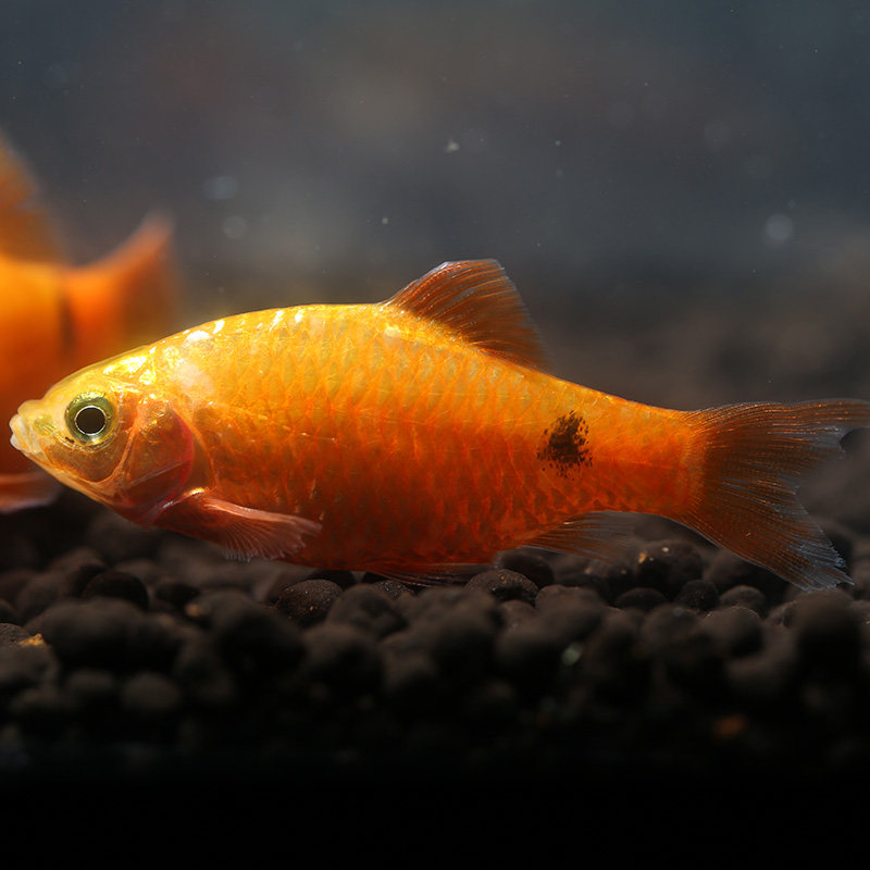 金元宝元宝玫瑰鲫鱼草缸新手热带鱼观赏鱼活体包活鱼