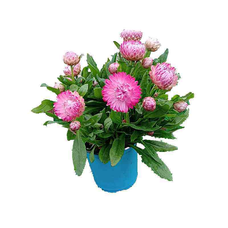 蜡菊盆栽花麦秆菊腊菊花成品品花花园庭院露台时令草本花卉