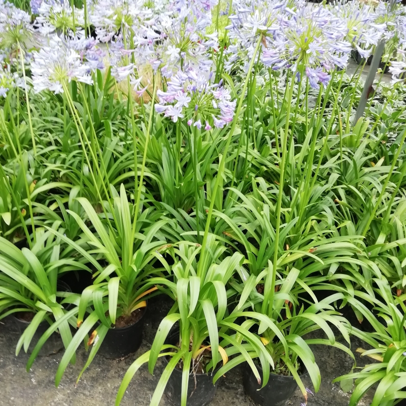 百子莲花苗盆栽花苞阳台花园花镜植物多年生宿根时令草本花卉