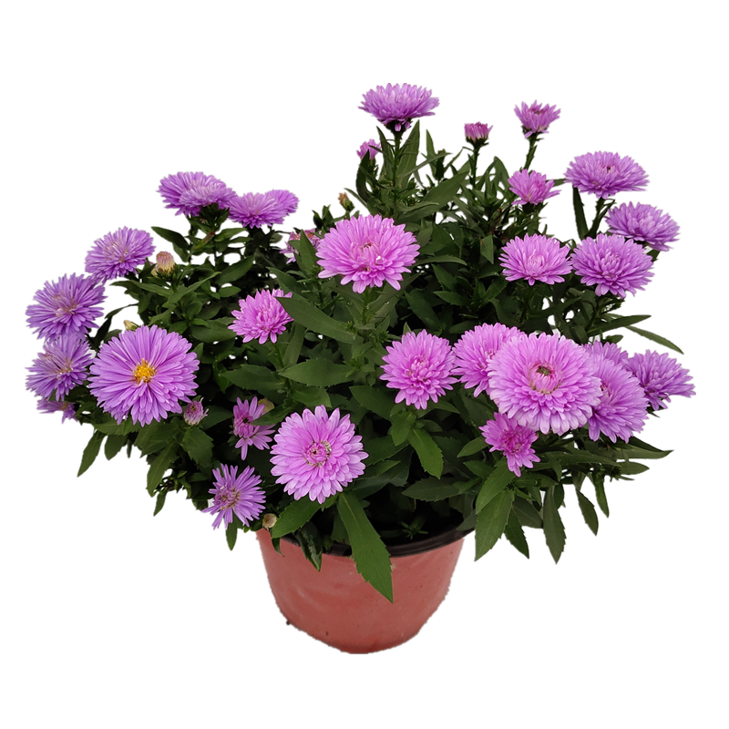 菊花翠菊花苗紫苑花盆盆栽雏菊多年生阳台花苞花卉