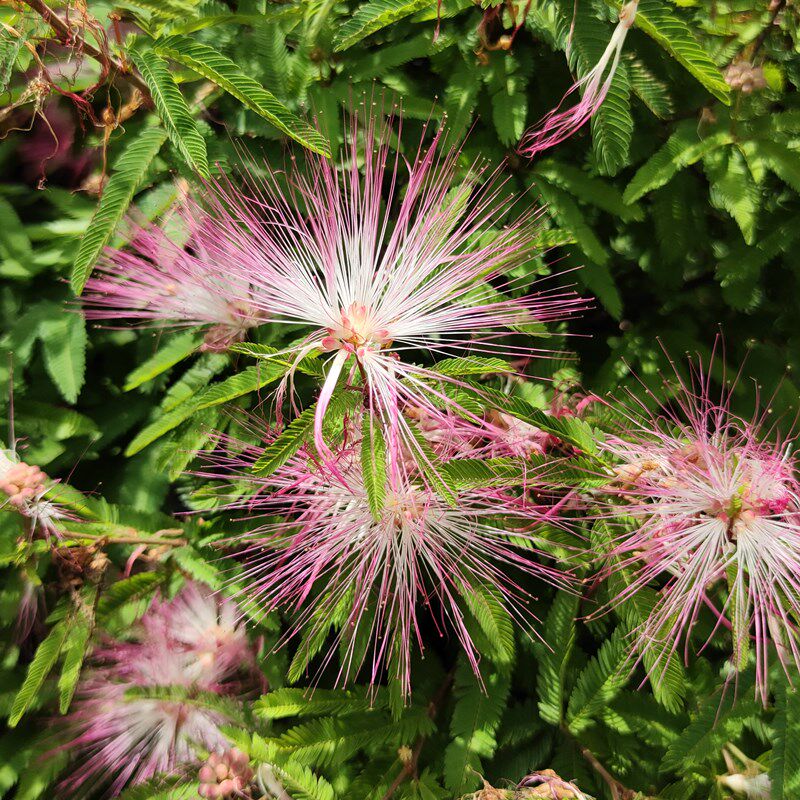 香水合欢细叶粉扑耐热耐寒耐旱庭院阳台长青绿植