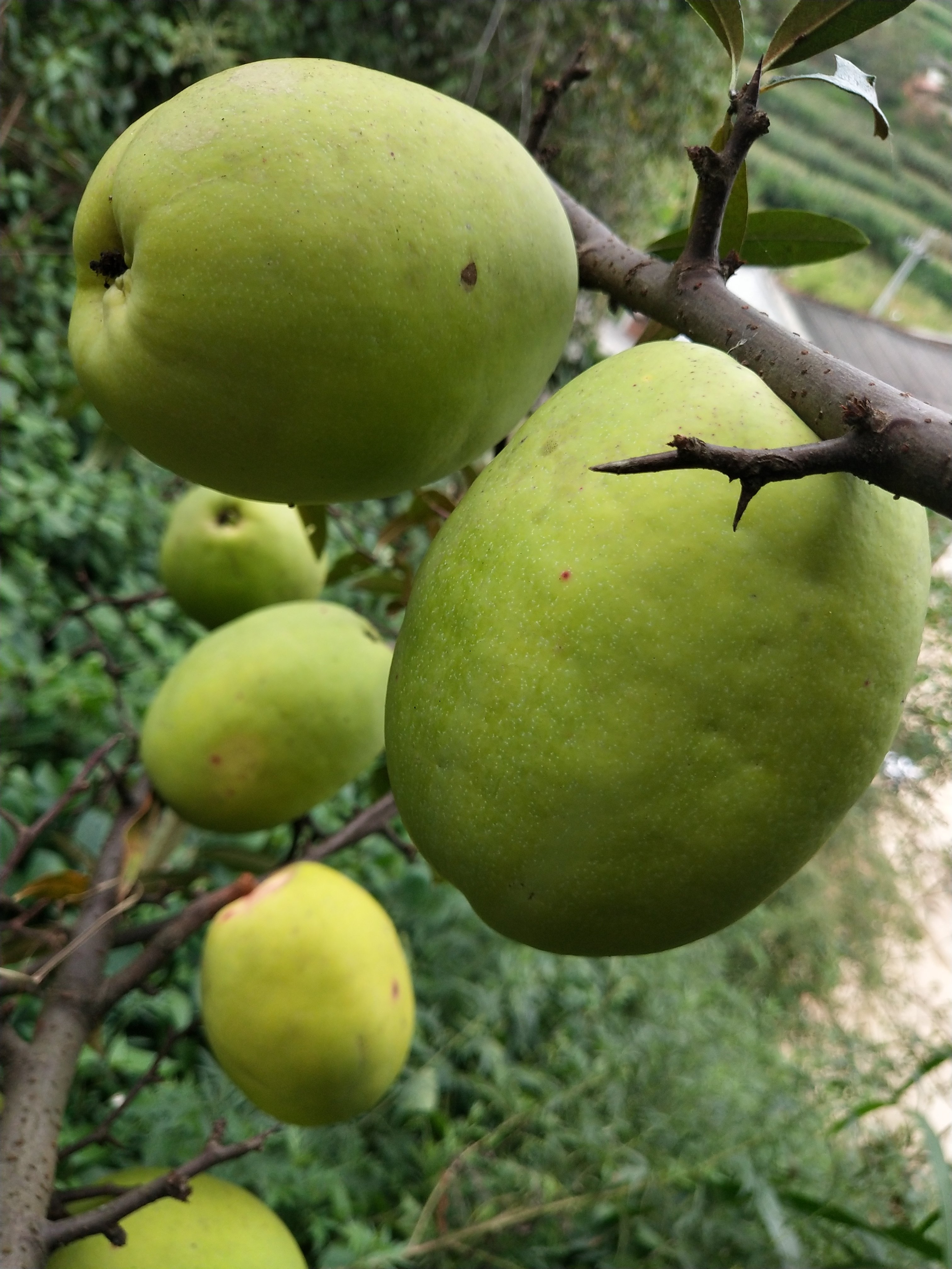 云南保山大理临沧德宏版纳特产新鲜白花木瓜木瓜