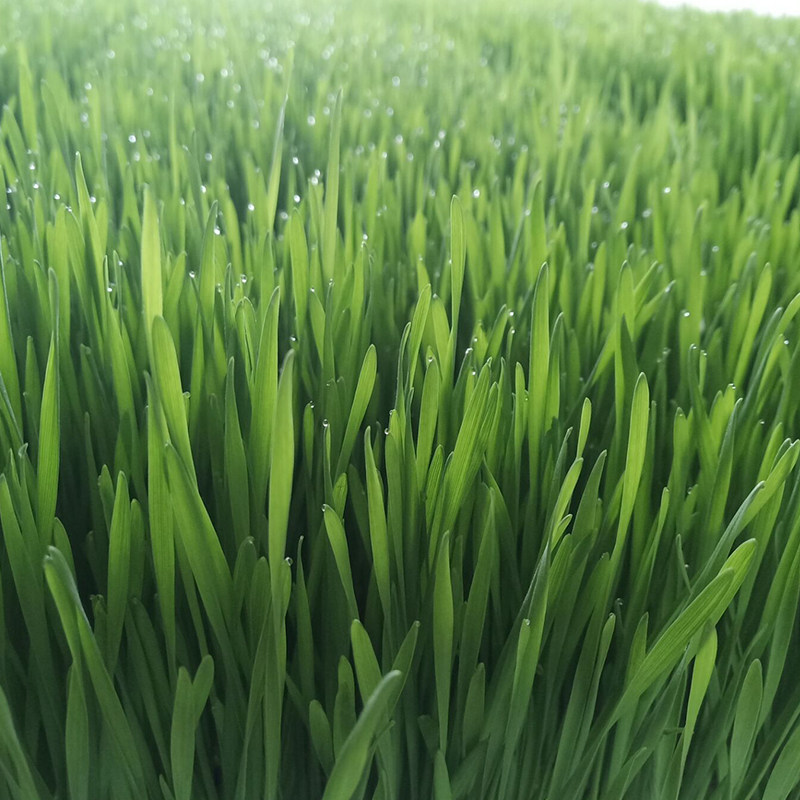 麦苗新鲜大麦富硒农家自种天然小麦现割现青其它