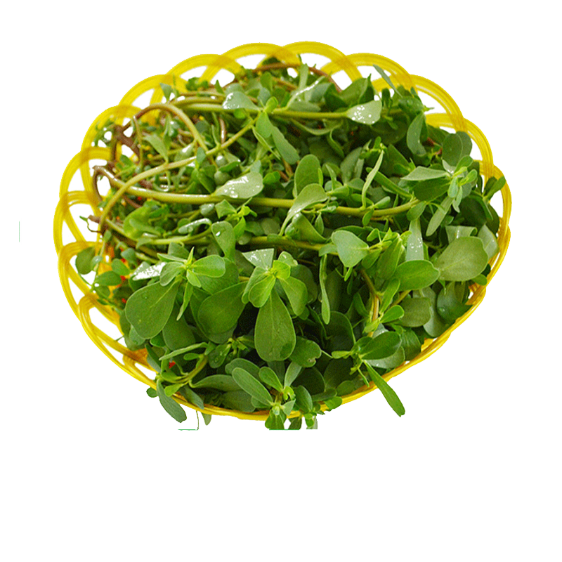 马齿笕新鲜红梗现挖带根马蜂菜纯野生五行菜山东省长寿菜带箱5斤