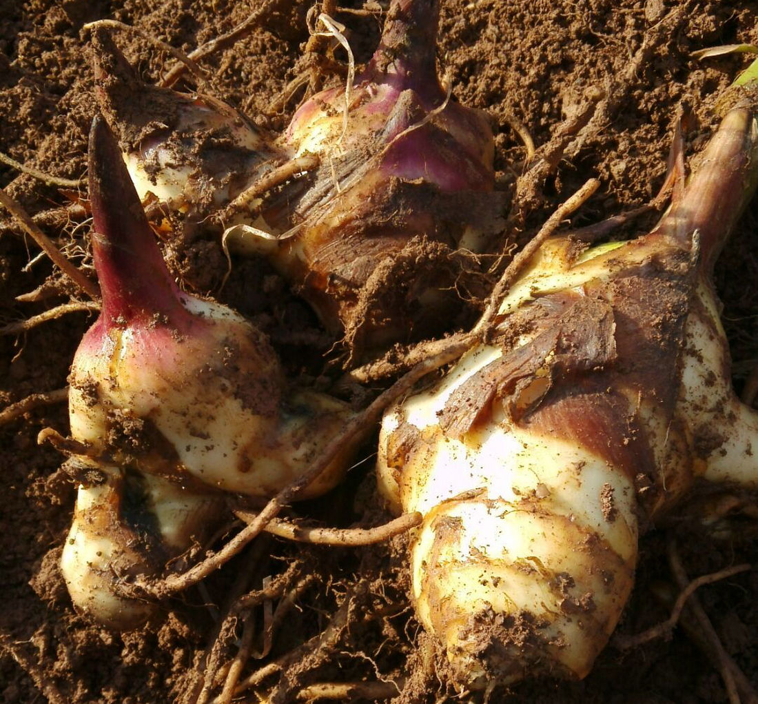 云南芭蕉淀粉藕粉姜芋番正宗纯蕉芋粉仙草粉白面粉