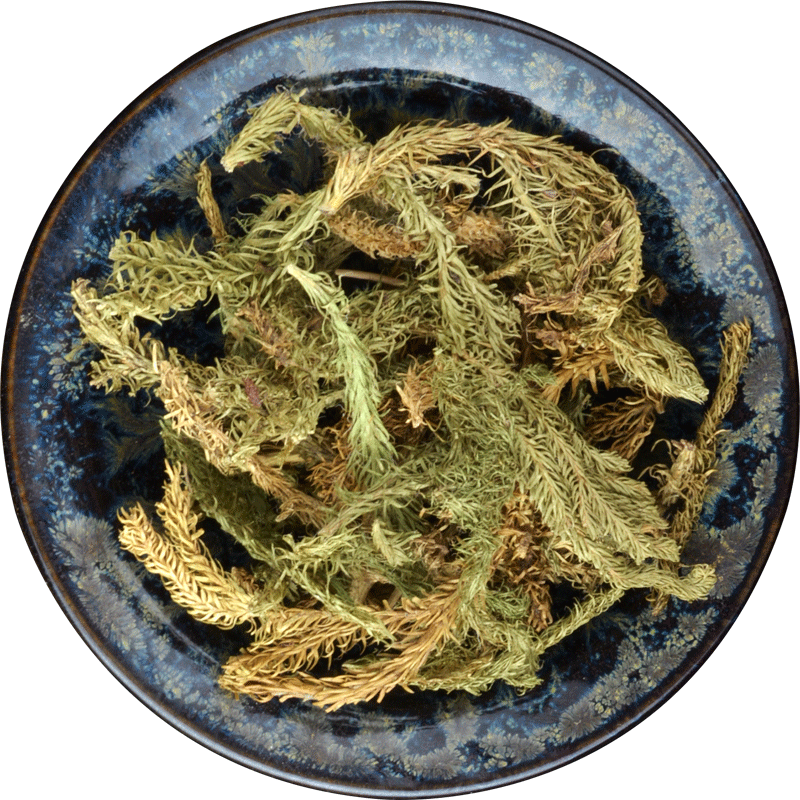 伸筋草500克正品中药材小伸筋草舒筋草泡脚另售透骨草远志益智仁