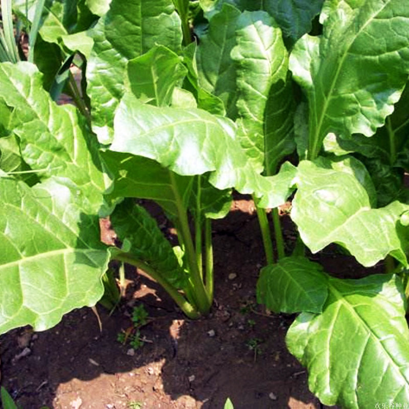 菜种种子根达厚皮种籽牛皮室内四季盆栽庭院家庭园艺种子