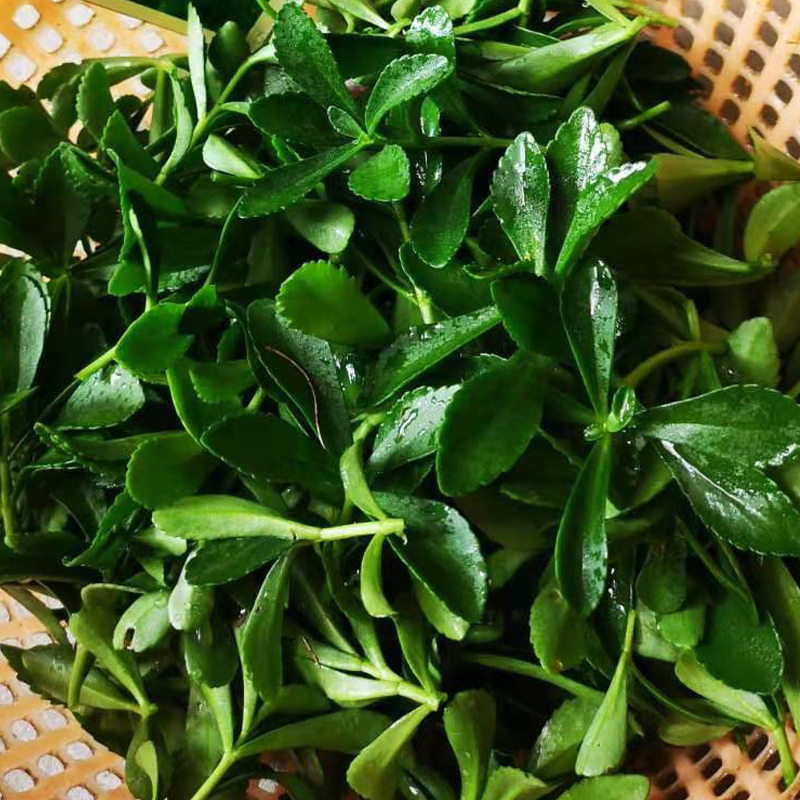 养心菜种子救心菜养生菜种籽四季盆栽阳台野菜种籽农家蔬菜种子孑