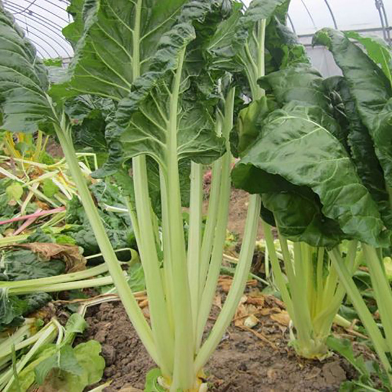 菜种种子根达厚皮种籽牛皮室内四季盆栽庭院家庭园艺种子