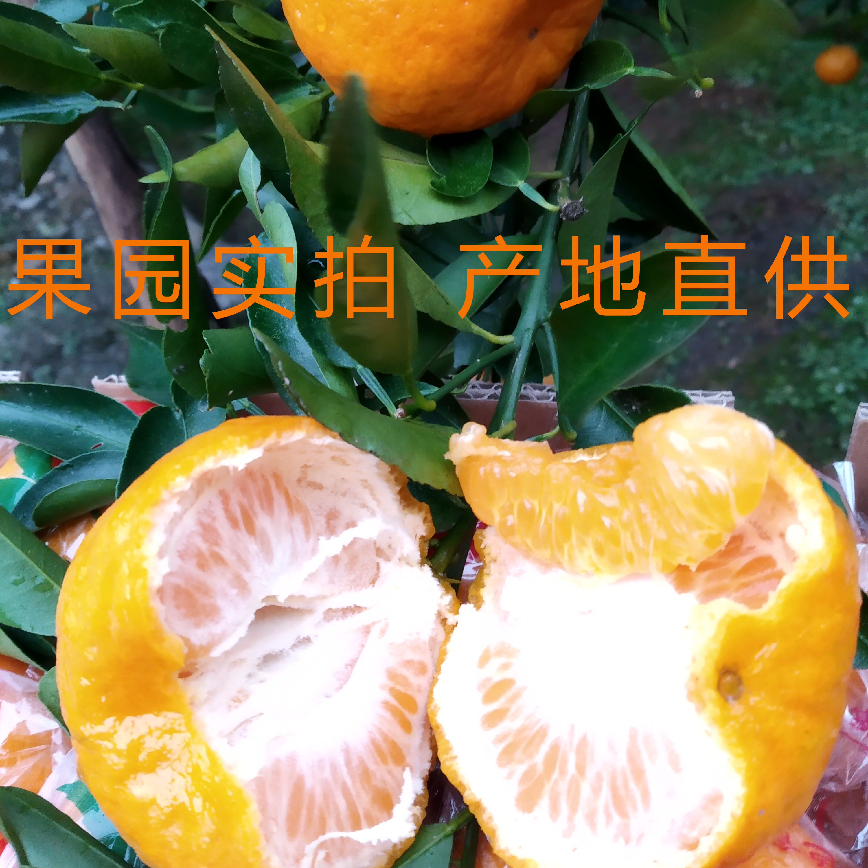宜昌长阳清江岩松坪椪柑芦柑新鲜水果非丑橘45枚特级大果顺丰包邮