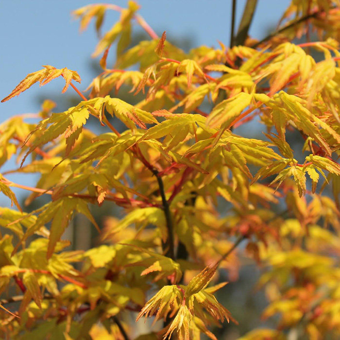 树苗园林绿化苗木黄金枫金枫之梦红枫三季红日日本香薰炉