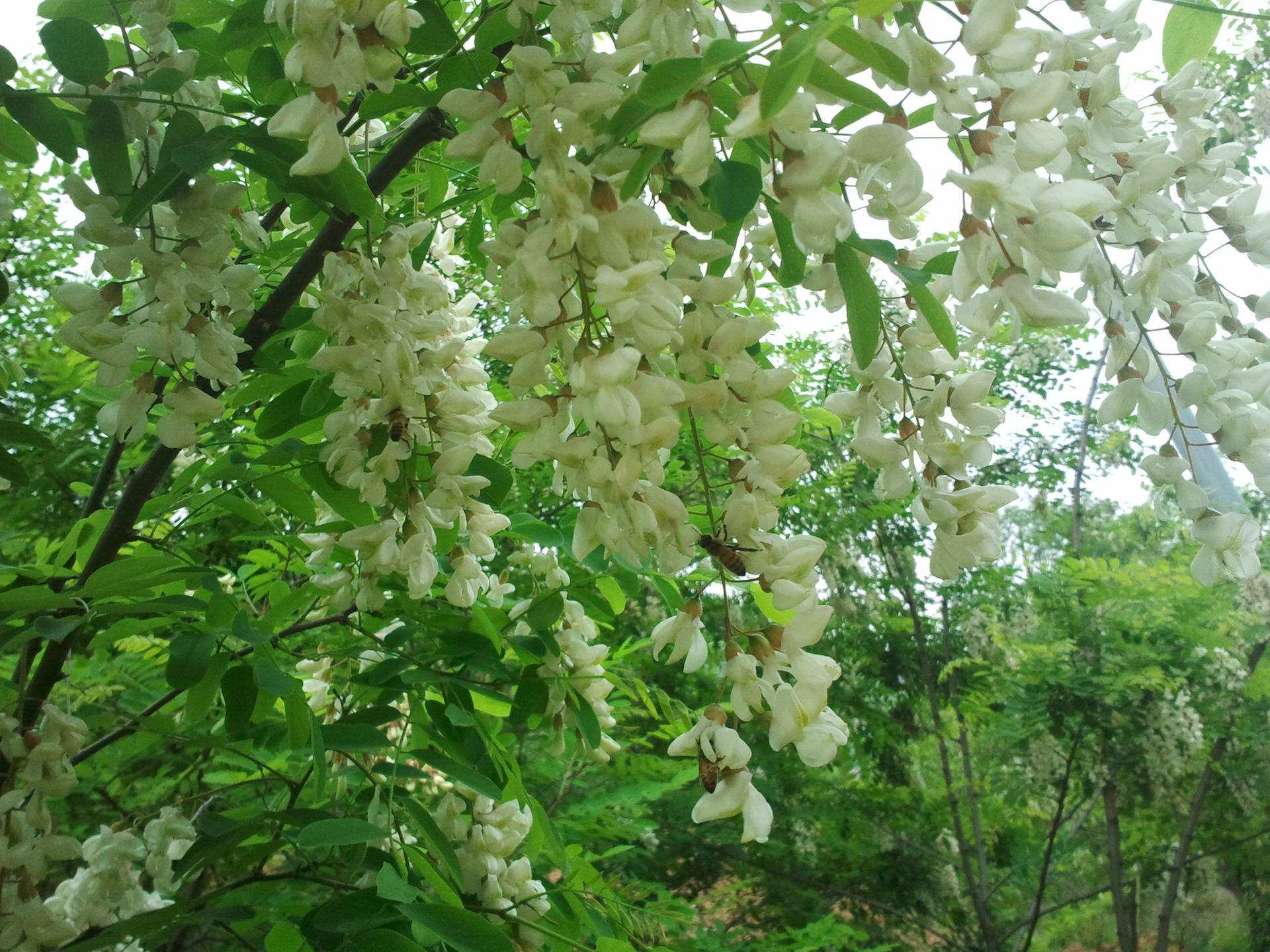 今年延安直播现摇洋槐近水白色槐花野生刺槐蜂蜜