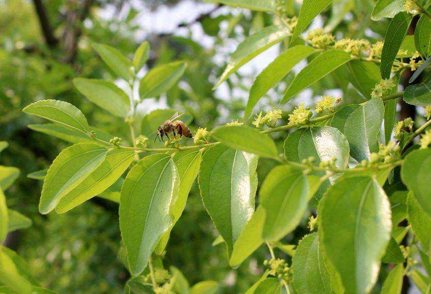 今年新鲜枣花蜜秦岭深山蜂蜜农家自产自然成熟蜜原蜜