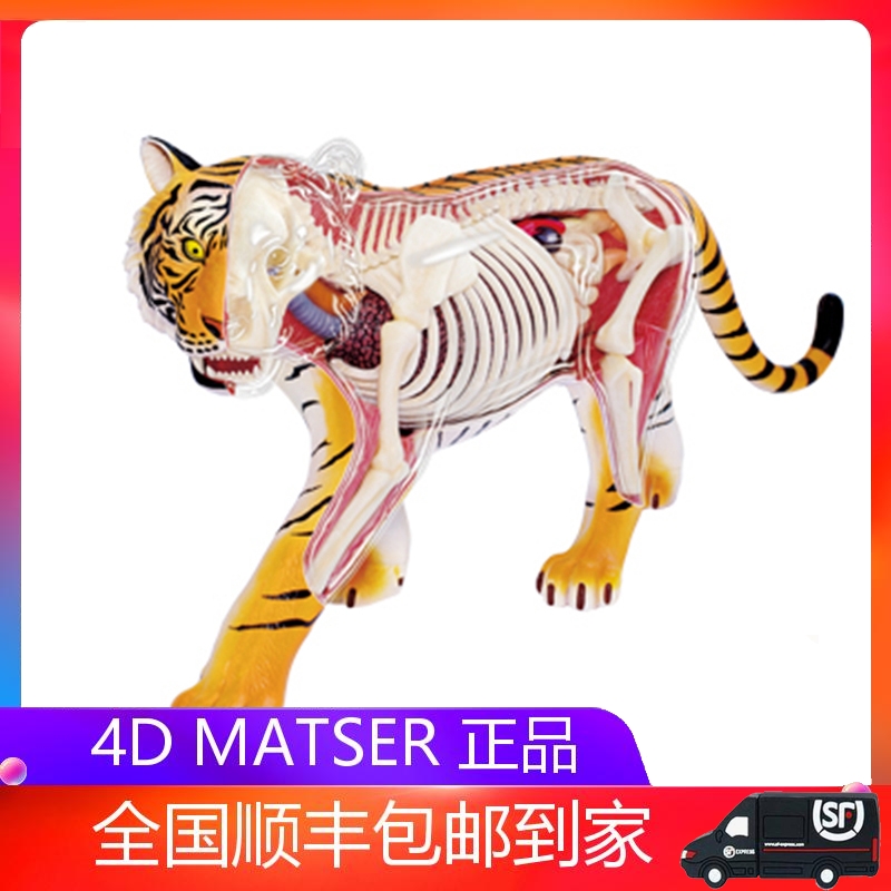 4dmaster益智拼装玩具仿真动物物生物老虎器官其他模型玩具