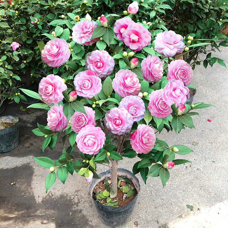 十八学士茶花盆栽花苞树苗名贵花卉庭院室外花卉