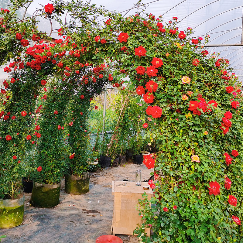 1米小女孩欧月藤本月季爬藤大苗盆栽庭院四季易活时令草本花卉