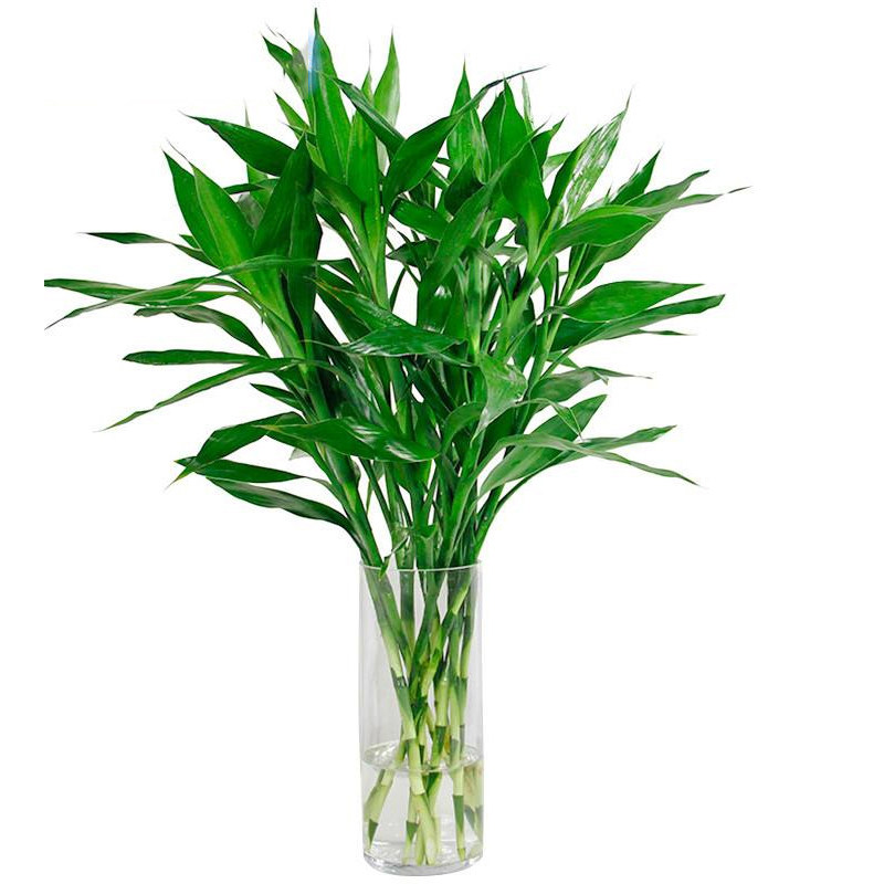 室内水培富贵竹植物水养水生大叶竹子节节高客厅招财转运绿植盆栽