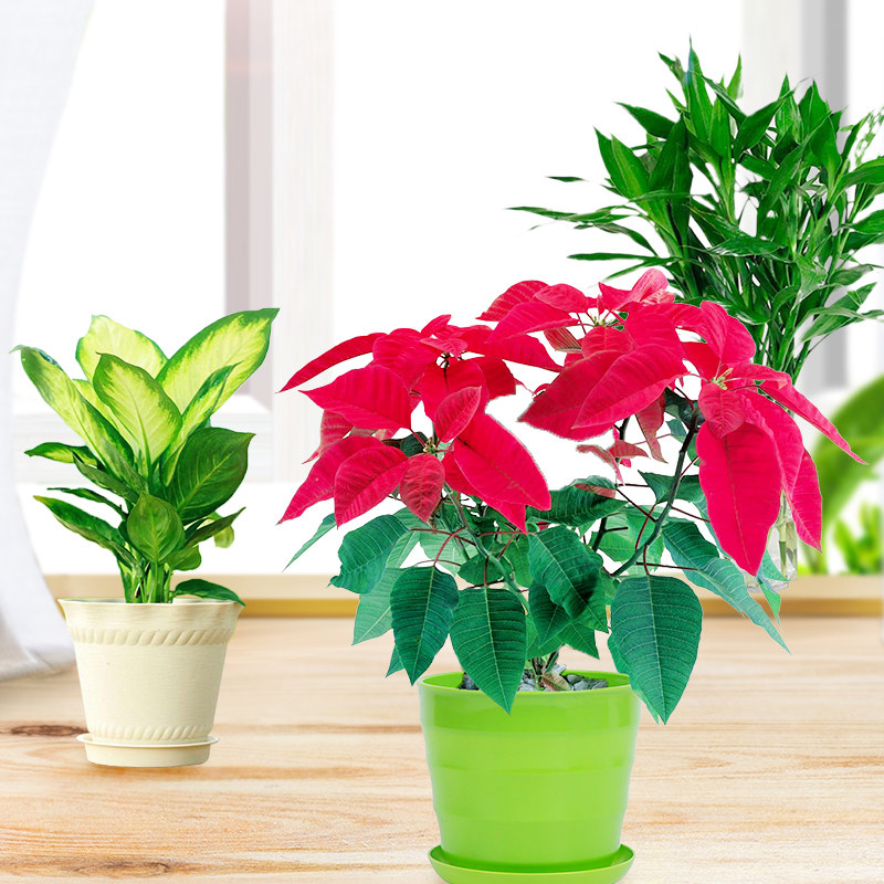 盆栽白掌红花卉室内绿色植物水培花草水养盆花水生绿植