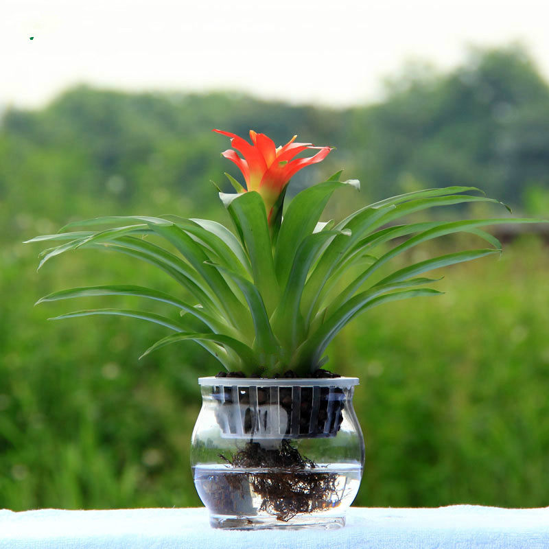 鸿运当头桌面盆栽水培室内好养花卉小红星盆景水养绿植花苗凤梨花