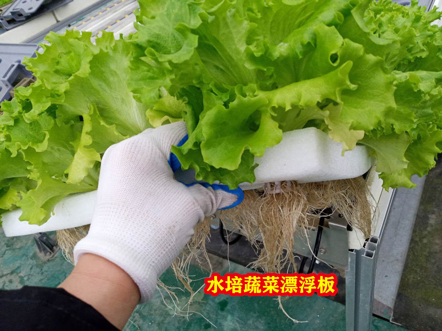 蔬菜漂浮无土栽培设备水培带孔水耕定植水上温室花盆