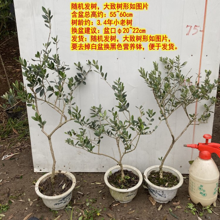 华欧油橄榄树苗家居盆栽植物室内桌面绿植