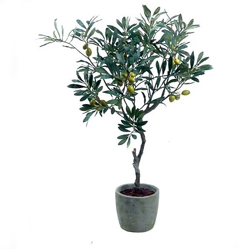 华欧油橄榄树盆栽室内大型绿植真植物树苗庭院阳台客厅树桩北欧风