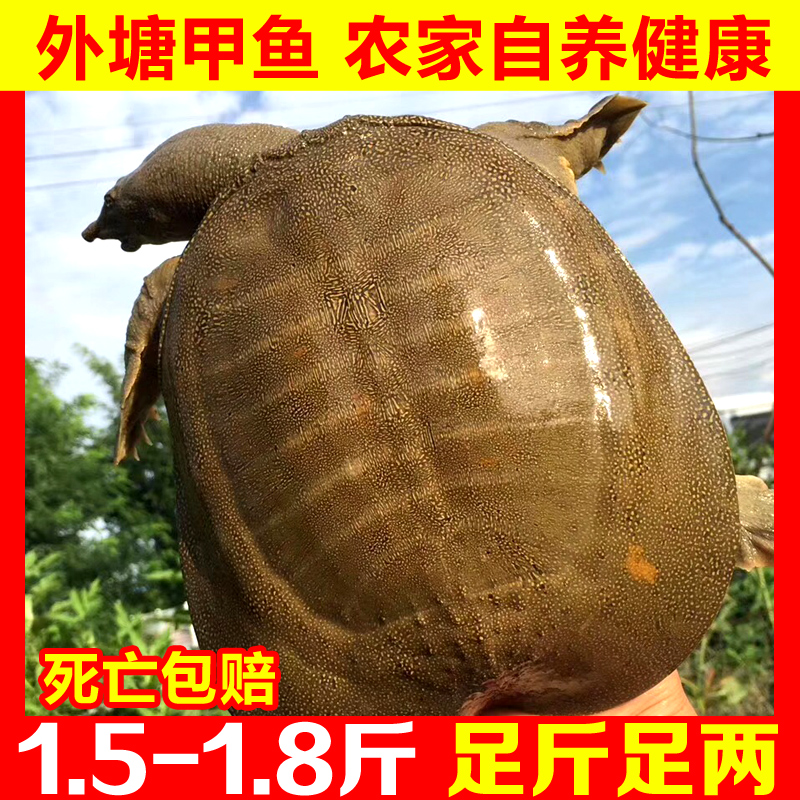 王八甲鱼纯外中华老鳖水鱼活体放养鱼苗滋补甲鱼