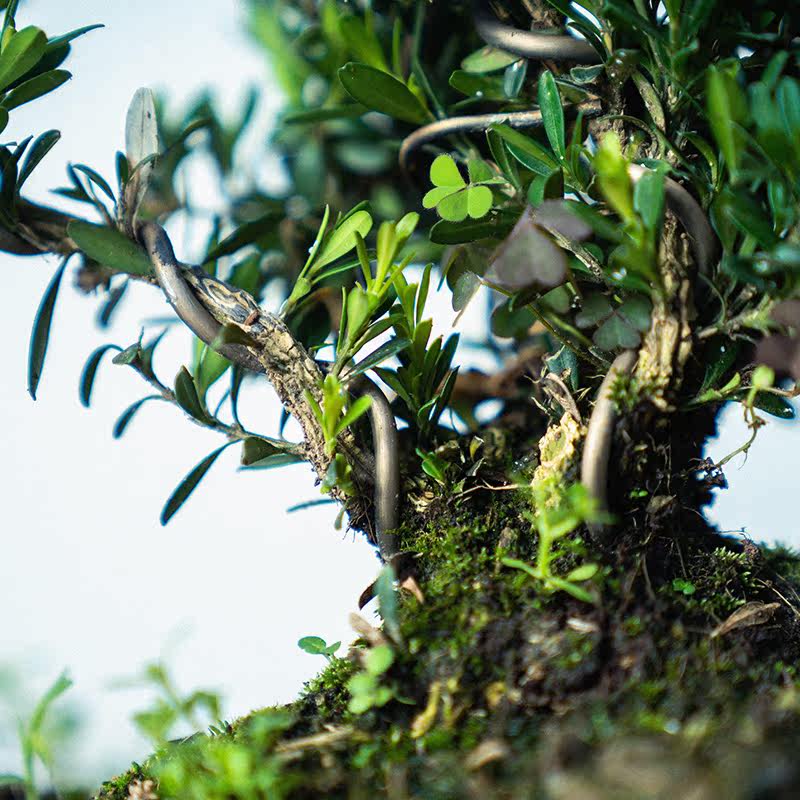 绿居黄杨盆景盆栽室内绿植花卉盆栽办公室植物中式风水禅意树桩