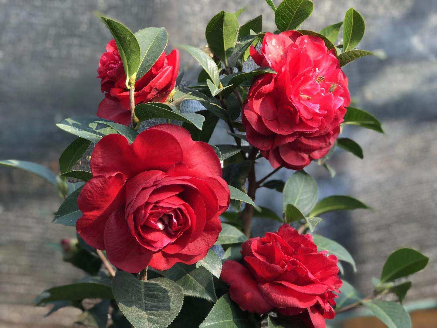 云南茶花2年嫁接正宗朱砂紫袍砧木耐冬6月份绿植