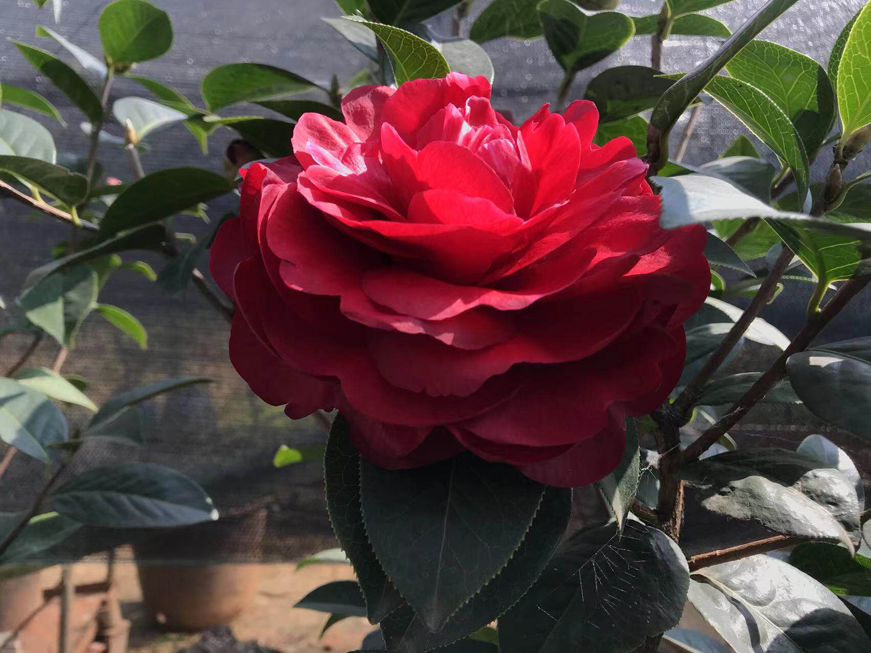 云南茶花2年嫁接正宗朱砂紫袍砧木耐冬6月份绿植