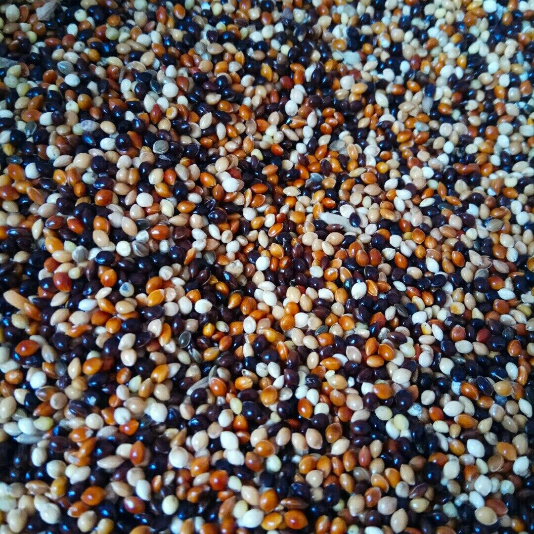 鹦鹉五色粮谷五斤谷子饲料混合鸟食中小型玄凤鸟